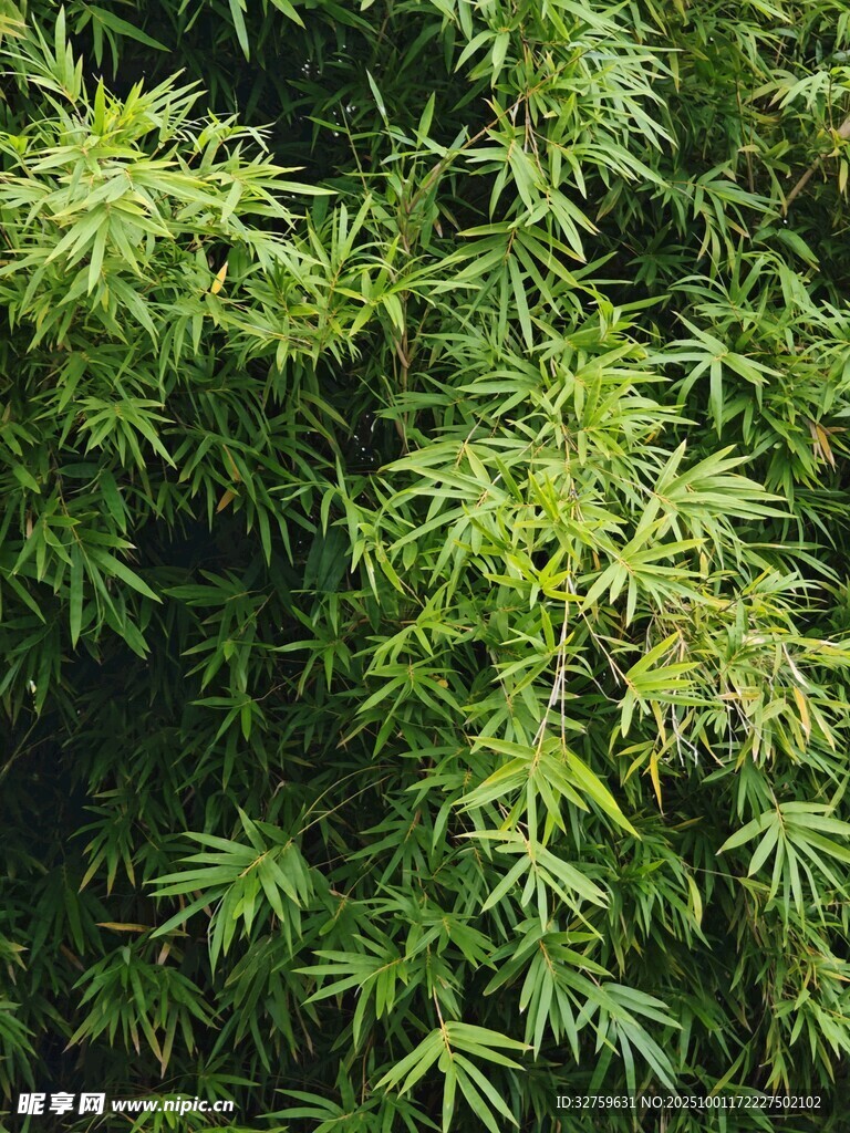 翠綠竹葉