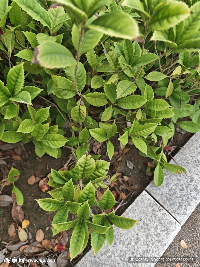 路邊翠綠植物生機(jī)盎然