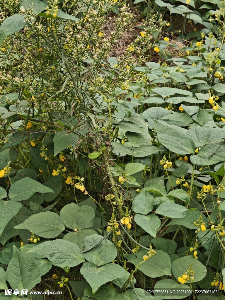綠葉黃花的繁茂植物景觀