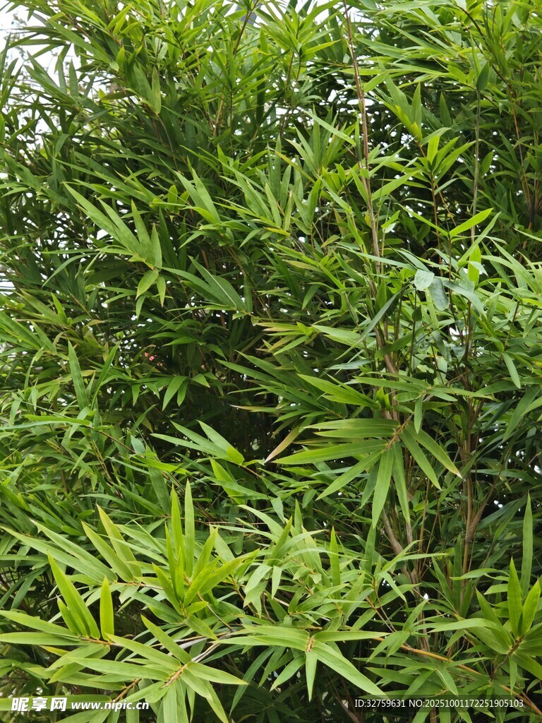 翠綠繁茂的竹葉植物