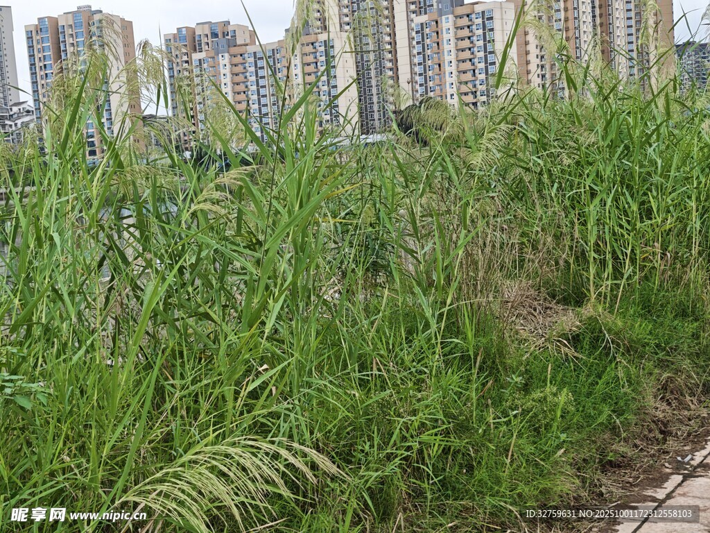 城市邊的茂盛綠色草地