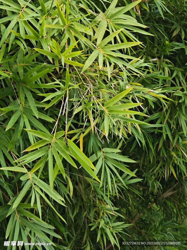 翠綠竹葉特寫