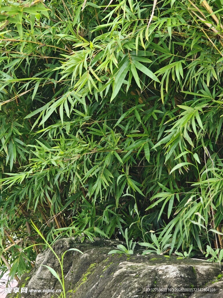 翠綠竹林與石景相映
