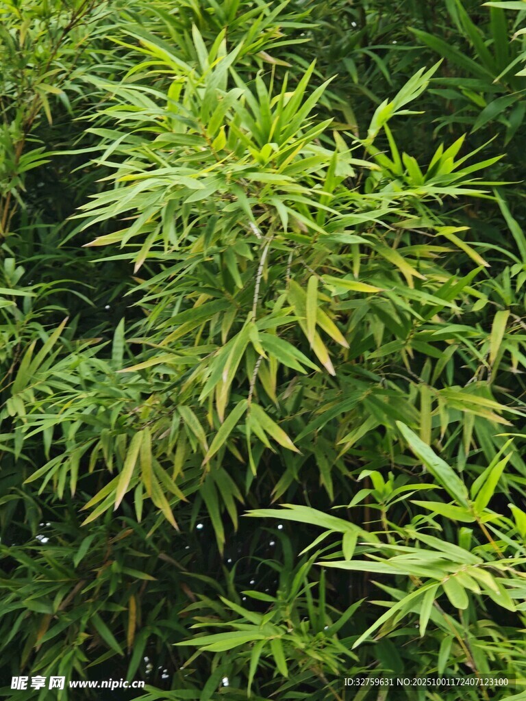 翠綠繁茂的竹類植物