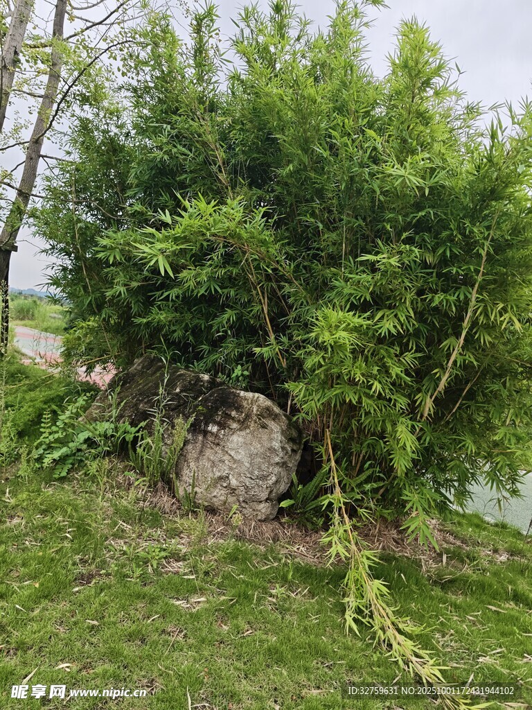 石旁綠植景觀