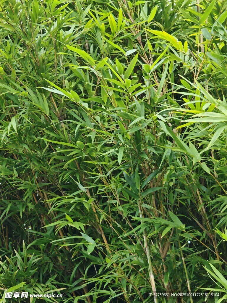 茂密綠色植物景觀(guān)