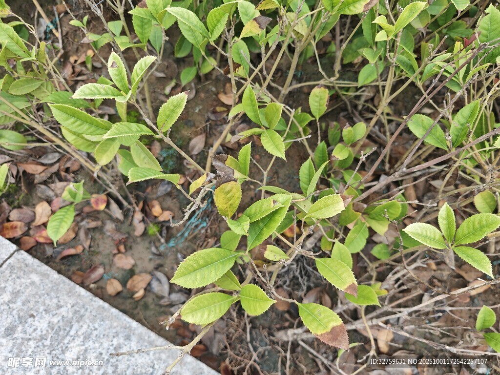 路邊嫩綠植物特寫