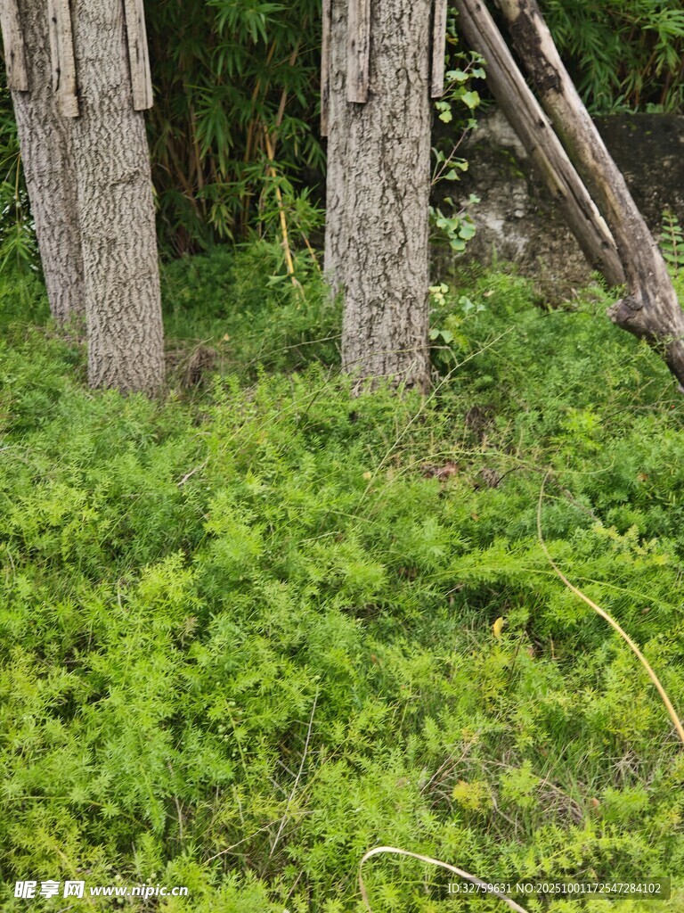 木柱旁的繁茂綠色植物