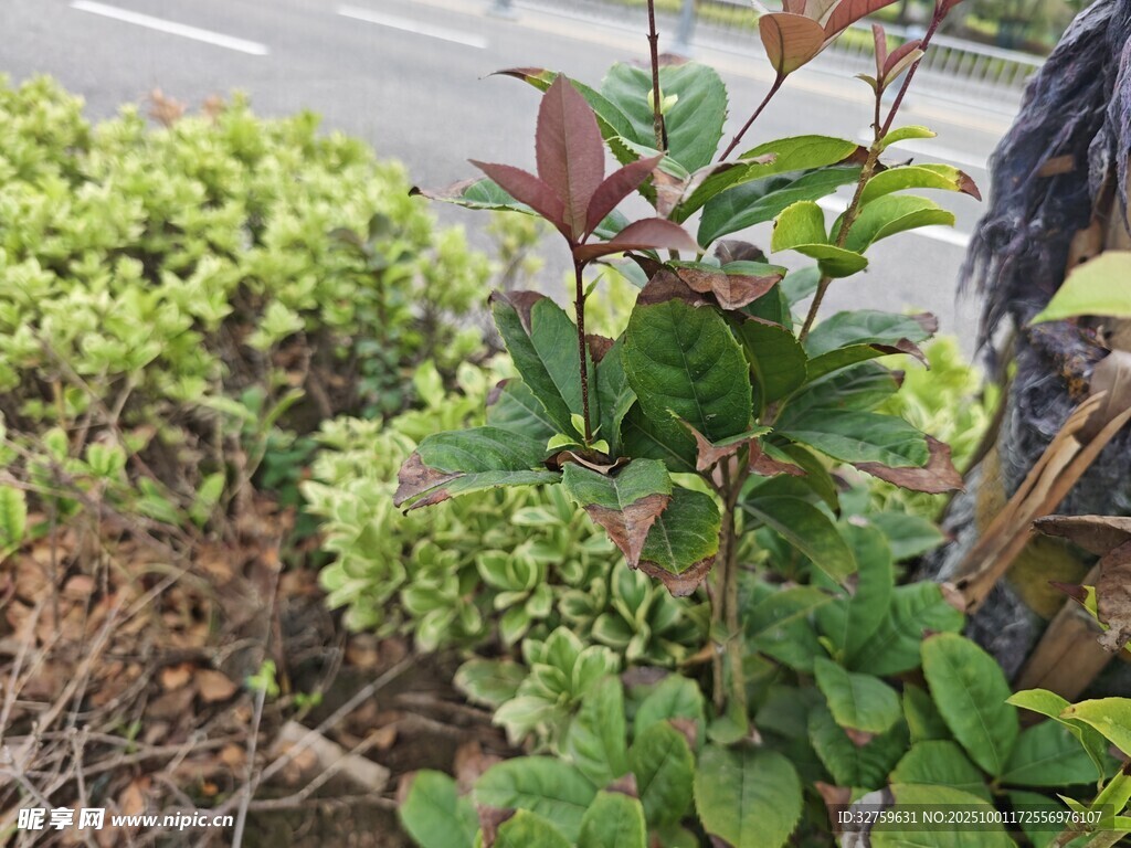 路邊多彩綠植景觀