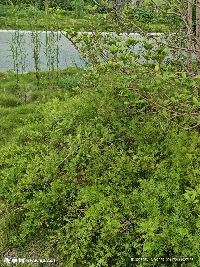 綠意盎然的濕地植物景觀