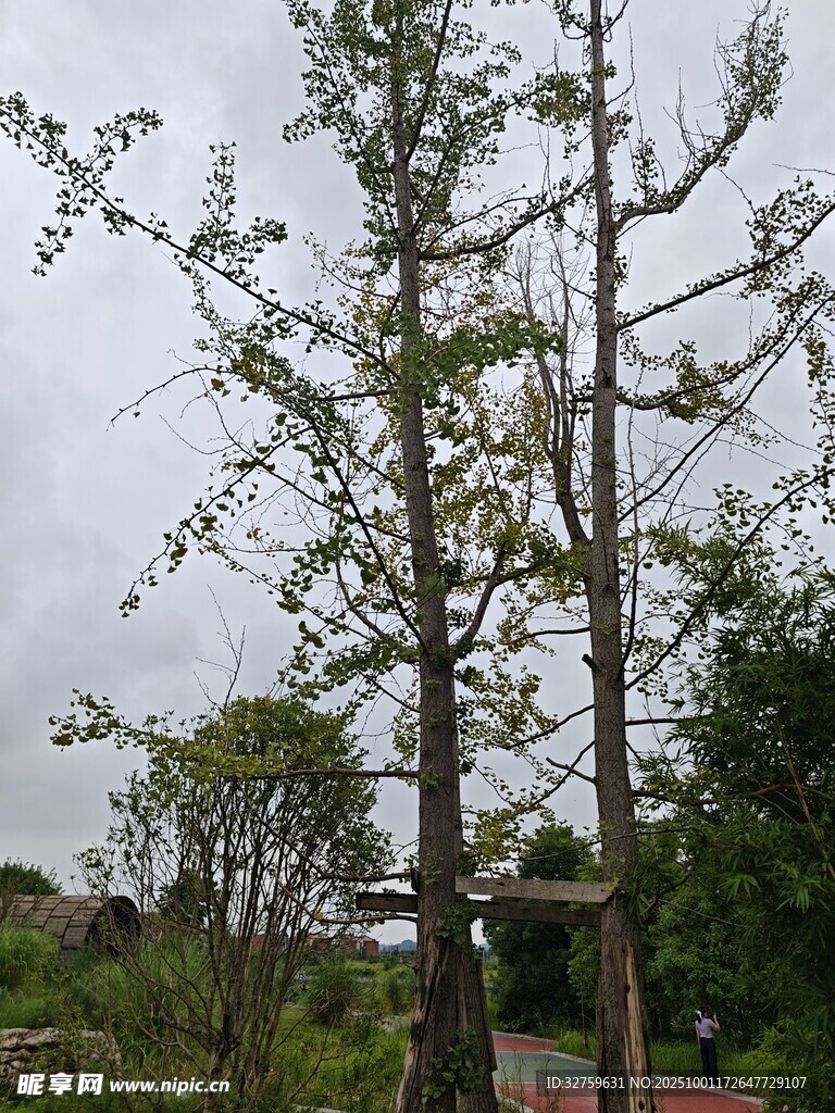 雨中挺立的綠樹(shù)