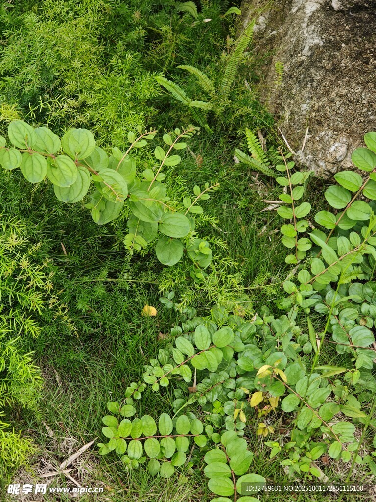墻角處的繁茂綠色植物