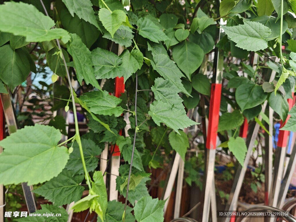 綠葉間的多彩植物標(biāo)記