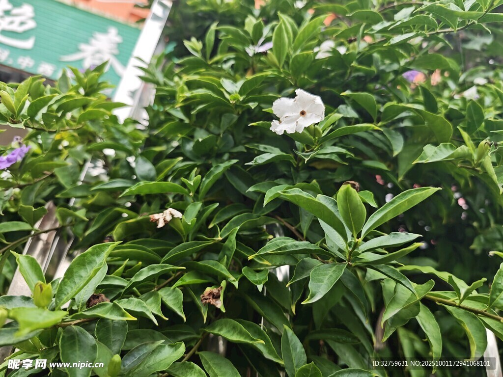 綠葉間綻放的白色花朵
