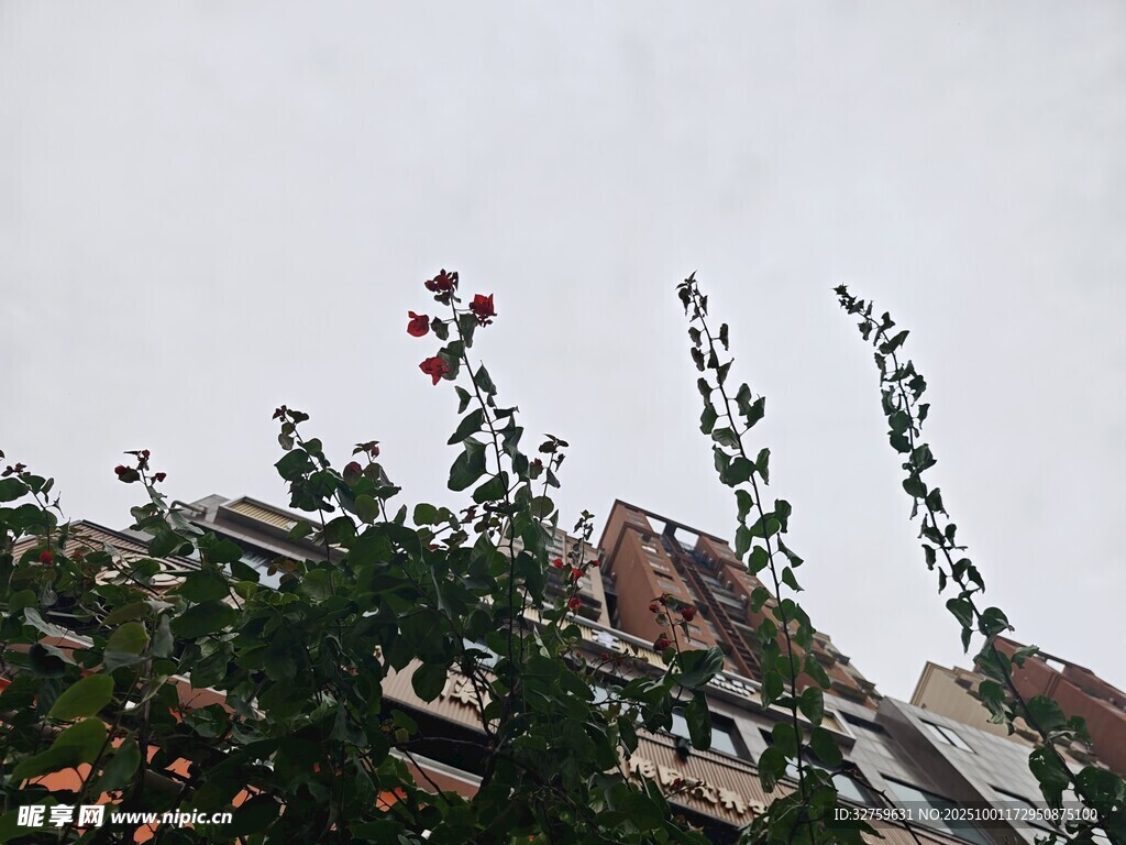 屋頂綠植與綻放的花朵