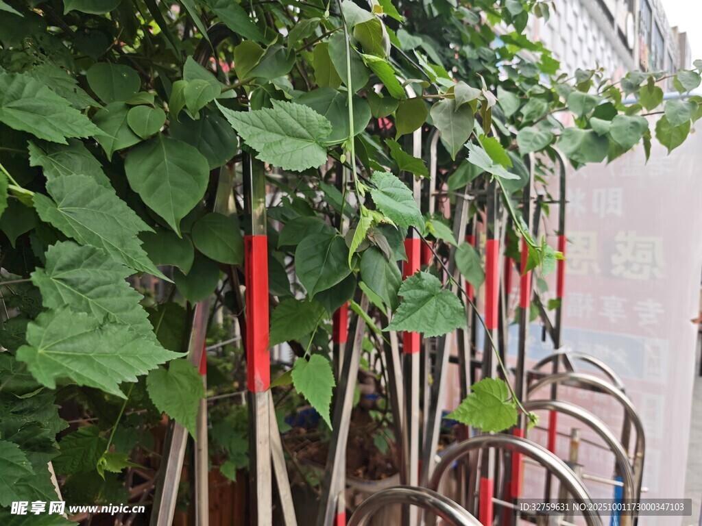 棚架下的園藝工具