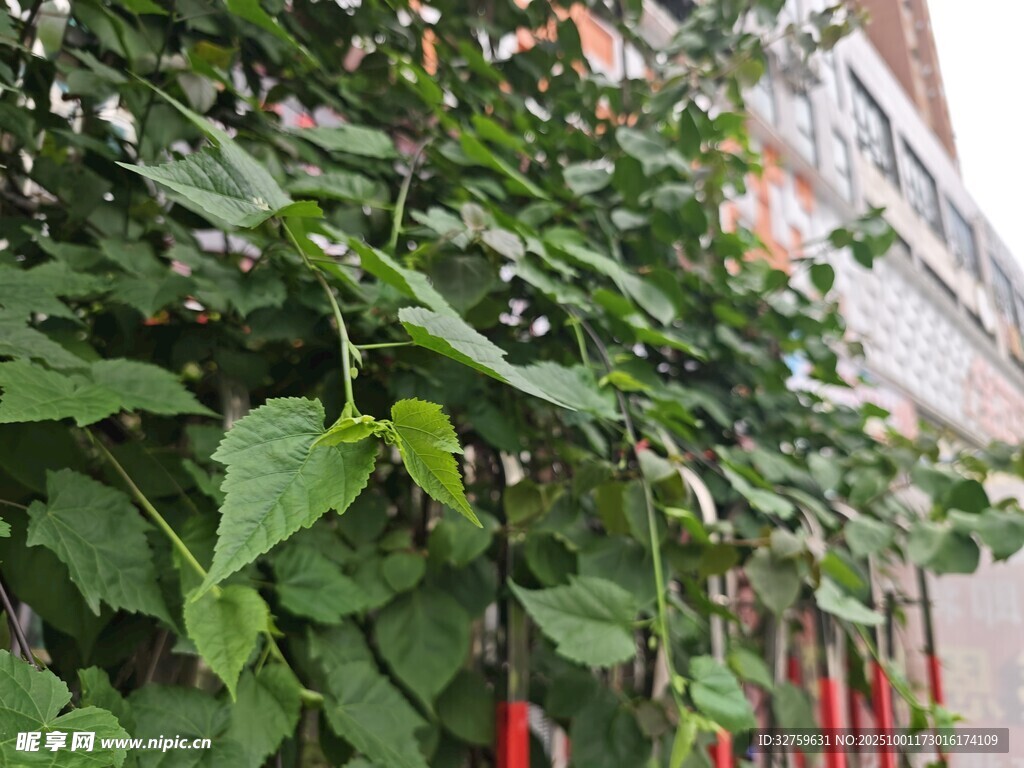 垂直綠植墻面景觀