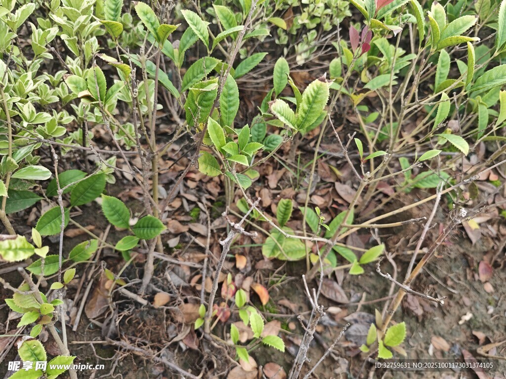 地面綠植景觀