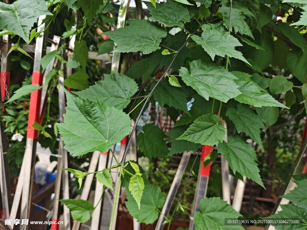 綠葉間的多彩植物支架