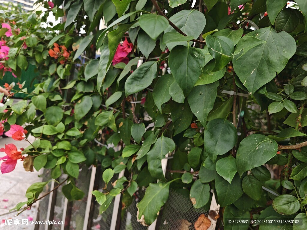 綠葉間綻放的嬌艷紅花