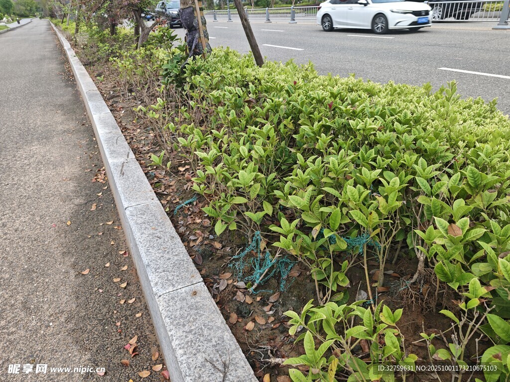 路邊綠化帶景觀
