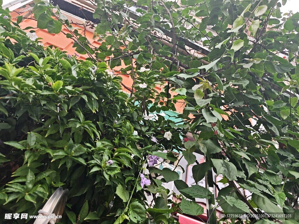 綠葉繁茂的生機(jī)景象