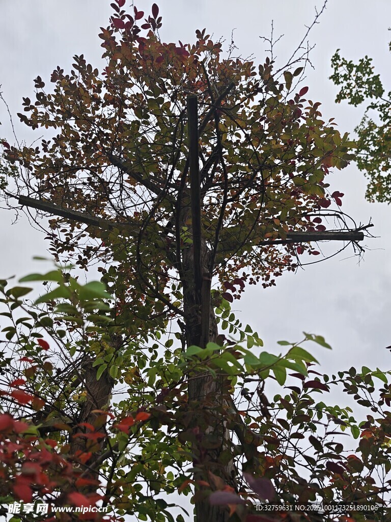 秋日紅葉滿樹的高大樹木