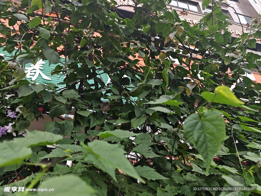繁茂綠植中的多彩景象