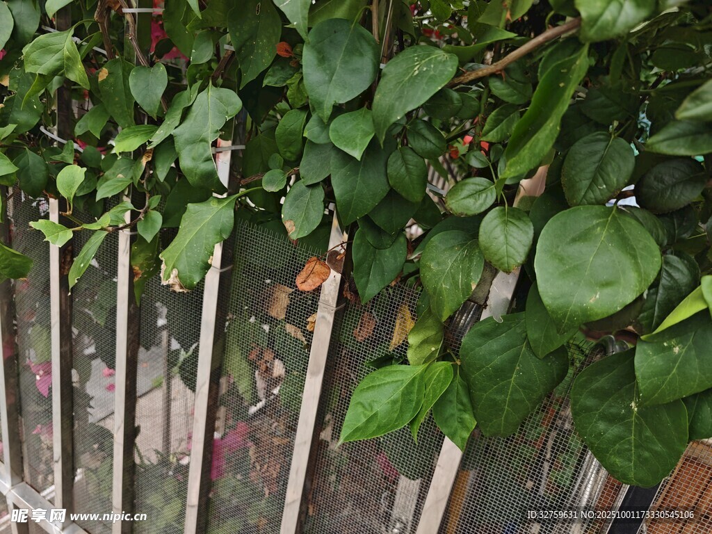 綠葉爬滿木柵欄的景致