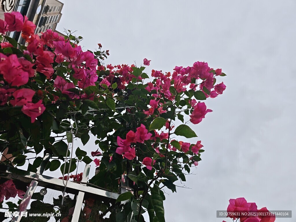 嬌艷三角梅綻放于枝頭
