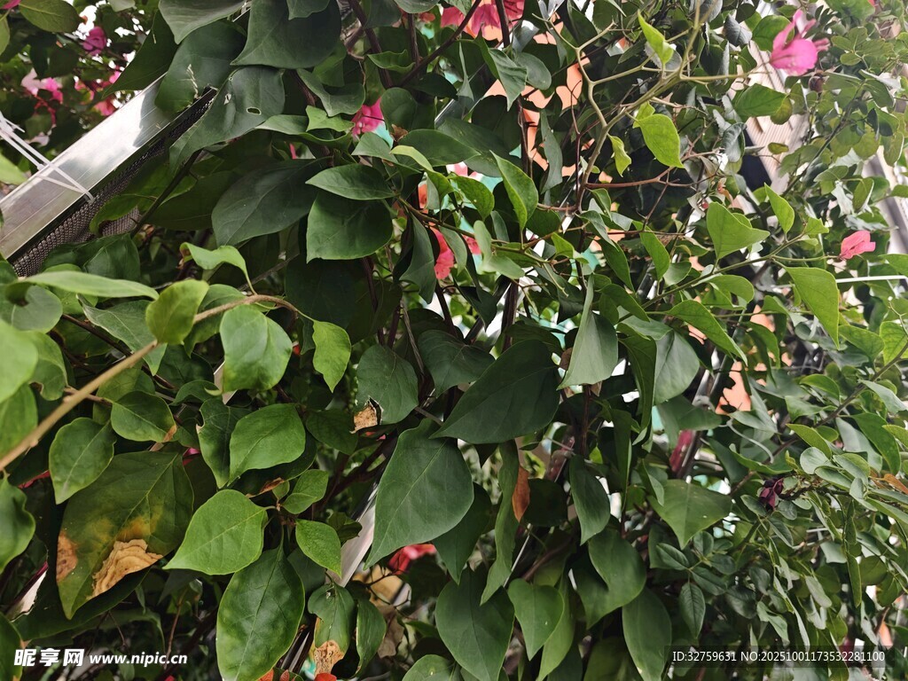 綠葉間綻放的多彩花卉