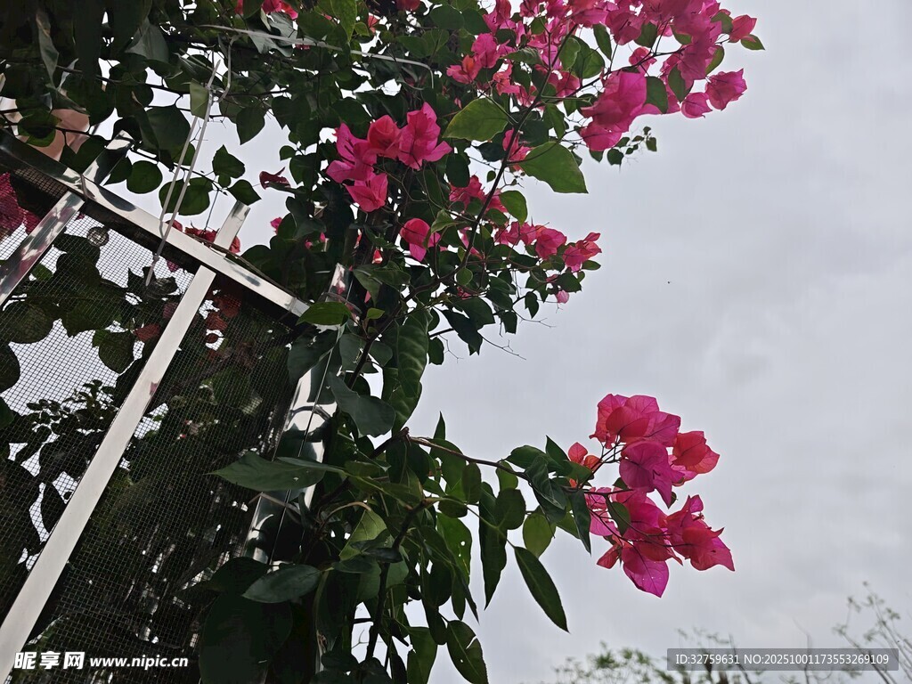 嬌艷三角梅綻放于枝頭