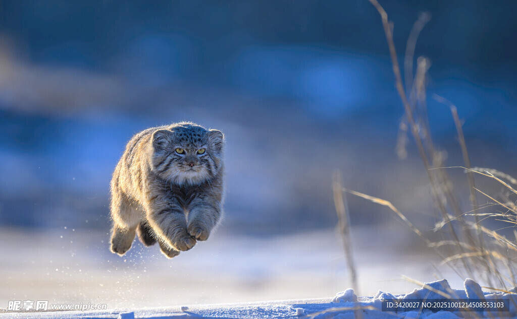 兔猻