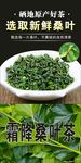 桑葉茶