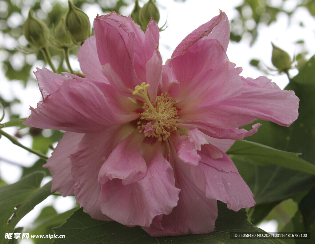 木芙蓉