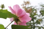 木芙蓉