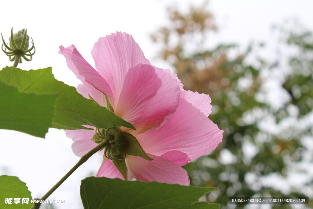 木芙蓉