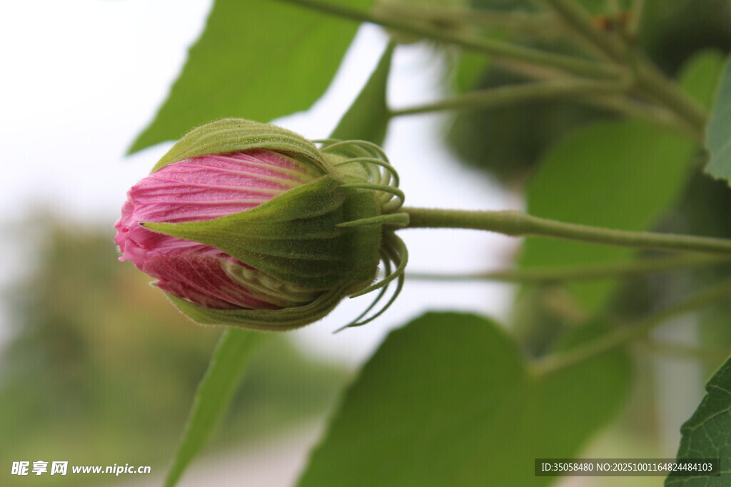 木芙蓉