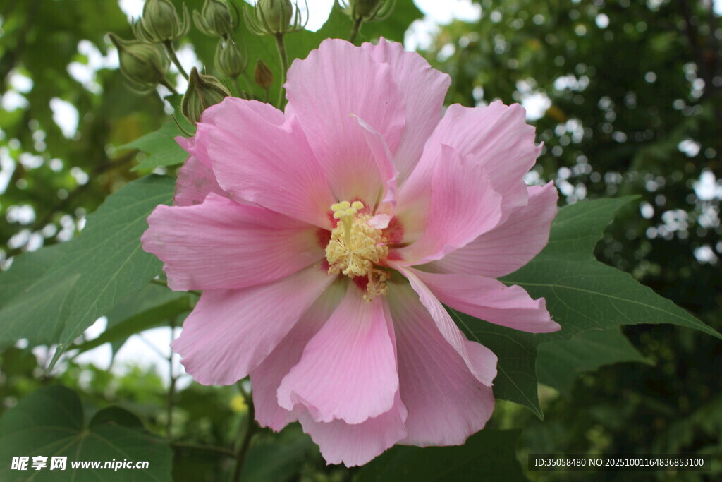 木芙蓉