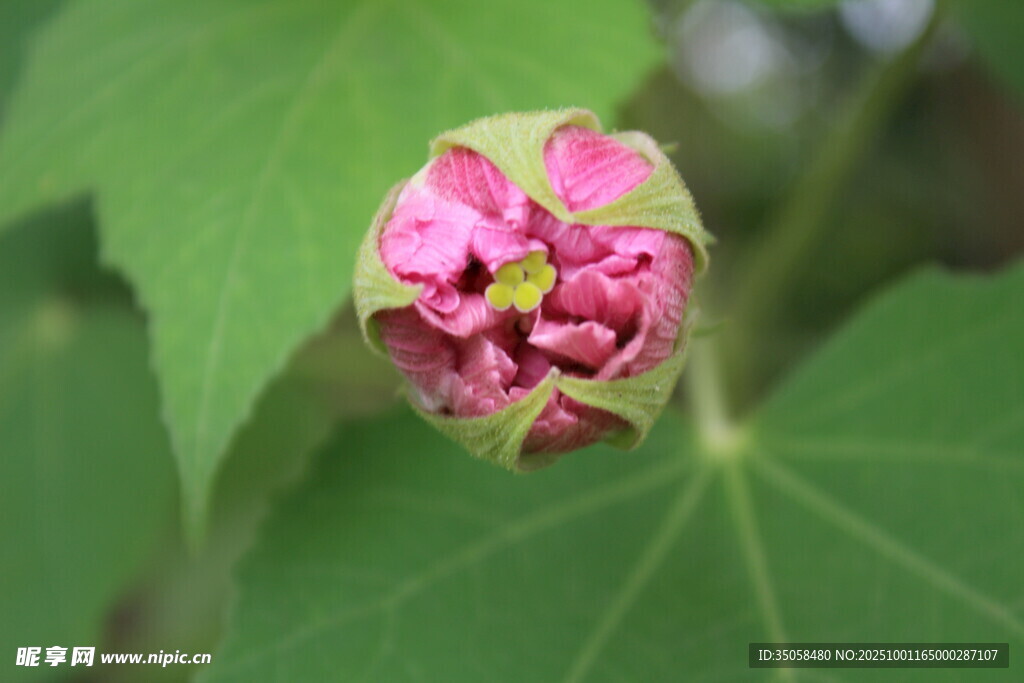 木芙蓉