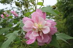 木芙蓉