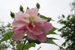 木芙蓉