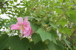 木芙蓉