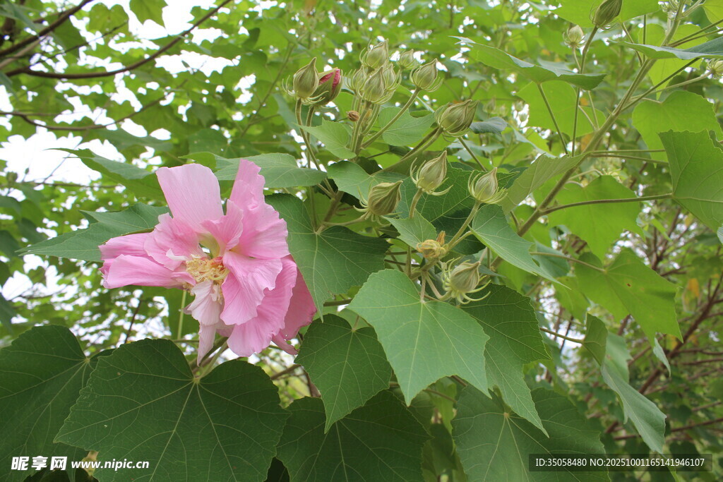 木芙蓉