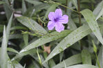 藍花草