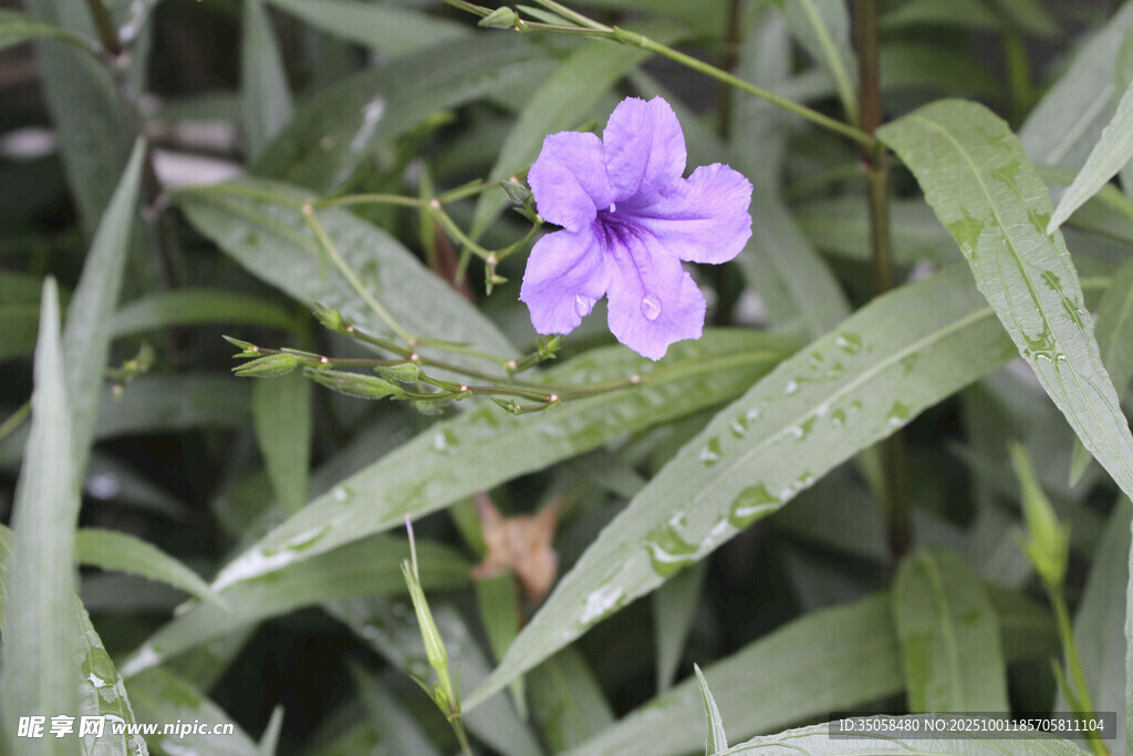 藍花草