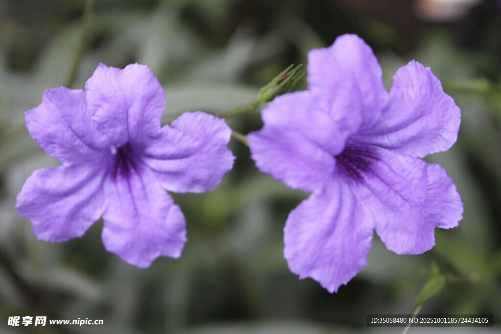 藍花草