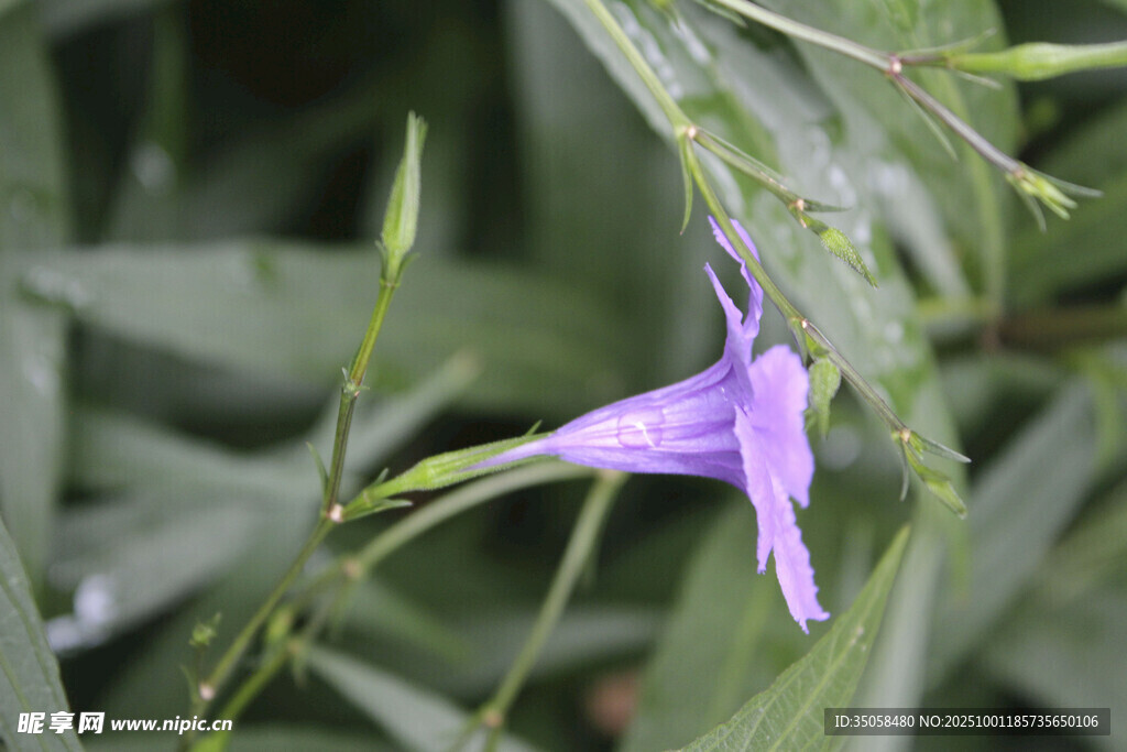 藍花草