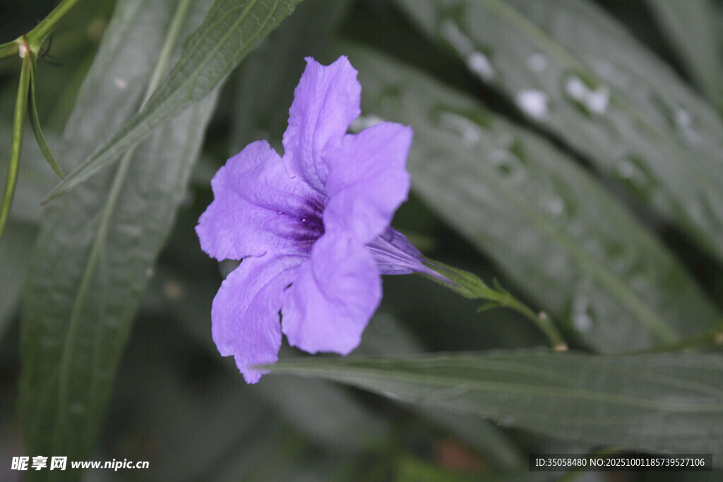 藍(lán)花草