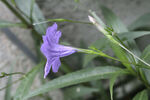 藍花草